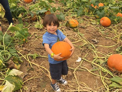 Top Apple Picking And U Pick Pumpkin Farms In The Ny Metro