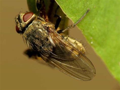 rid  cluster flies       prevent