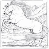 Cavalos Kleurplaten Dyr Paarden Pferde Coloriages Animali Caballo Paard Cheval Hester Cavallo Jetztmalen Kategori Caballos sketch template