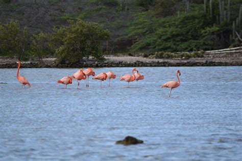 flamingos  st willibrordus curacao urlaub curacao karibik