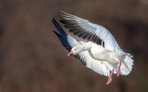 beautiful snow goose wonderful article birdingbnbcom