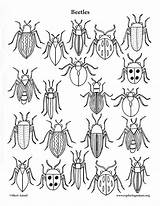 Beetles Madden Assorted Insects sketch template