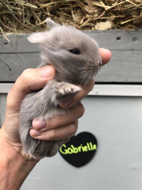 new litter 5th june 2020 bosworth bunnies