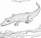 Caiman Spectacled Coloring Pages Printable Template Animals Color sketch template