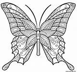 Papillon Insecte Jolis Motifs sketch template