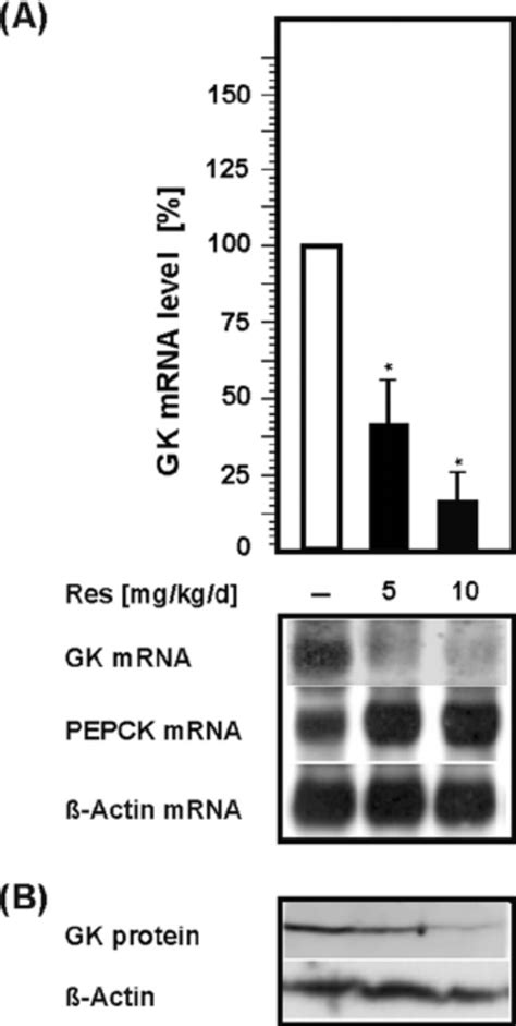 Reduction Of Gk Expression In Rat Liver By Resveratrol A Northern