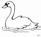 Swan Coloring Pages Swans Printable Swimming Animal Supercoloring Drawing Kids Crafts Birds Bird Malvorlagen Kinder Popular Coloringhome sketch template