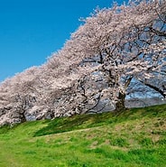 背割りの桜 に対する画像結果.サイズ: 184 x 185。ソース: caede-kyoto.com