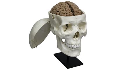 Human Male Asian Skull With Calvarium Cut Brain And Stand