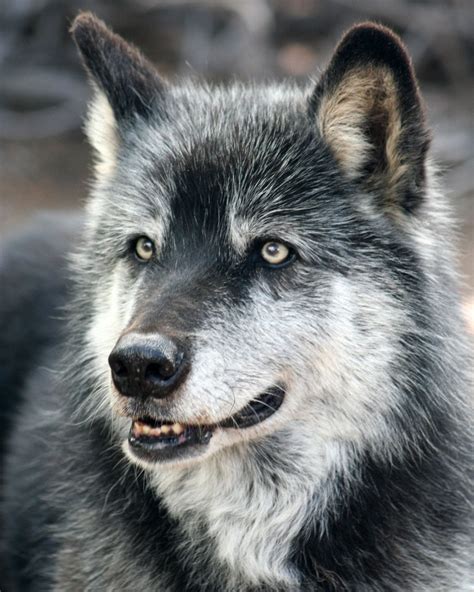 grey wolf photograph gray wolf photo nature photography etsy grey wolf wolf  wolf