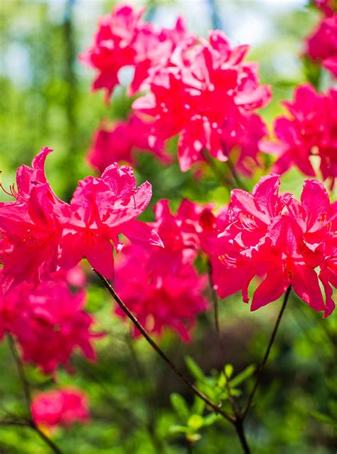Flowering Shrubs By Season Better Homes And Gardens