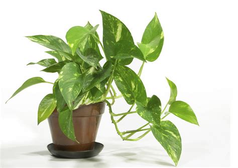 houseplants cleanse indoor air  beautifying  home oregonlivecom