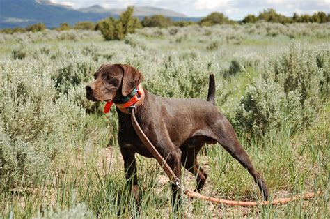 bird dog breeds archives  gun dogs