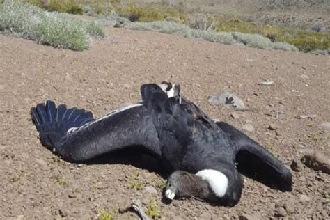 argentina el condor andino tiene quien lo investigue