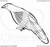 Outline Coucal Bird Coloring Clipart Billed Illustration Green Royalty Lal Perera Clip Rf Kookaburra Template 2021 sketch template