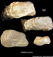 Afbeeldingsresultaten voor "hiatella Arctica". Grootte: 171 x 185. Bron: naturalhistory.museumwales.ac.uk