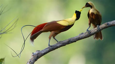 female birds  paradise   complex males   birds