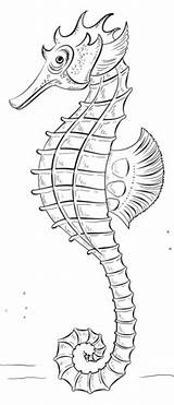 Seahorse Tutorial sketch template