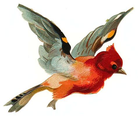 cards scrapbooking  art   vintage bird images