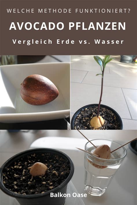 Avocado Pflanzen Vergleich Erde Vs Wasser Avocado Avocadobaum