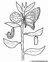 Butterfly Caterpillar Coloring Pages Cocoon Drawing Getcolorings Printable Getdrawings Paintingvalley Color sketch template