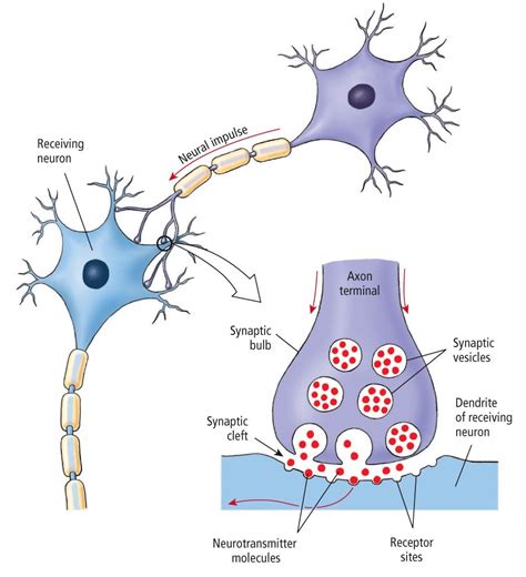 describes  synapse finleykruwbenson
