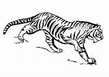 Tiger Tigre Colorare Tijger Kleurplaat Disegni Malvorlage Feroci Ausdrucken Dibujos sketch template