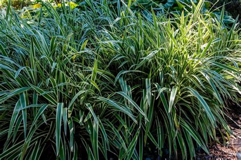 winterharde grassen selectie en varieteit agri world