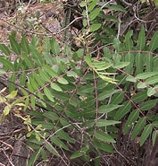 Afbeeldingsresultaten voor "pionosyllis Serrata". Grootte: 177 x 185. Bron: www.sante-nutrition.org