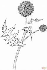 Thistle Globe Designlooter Pale sketch template