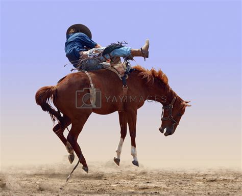 bucking rodeo horse  margojh vectors illustrations  unlimited