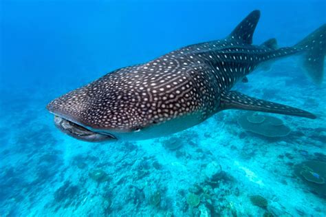 whale shark facts extreme shark facts