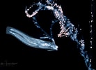 Afbeeldingsresultaten voor "cephalopyge Trematoides". Grootte: 138 x 100. Bron: lindaiphotography.com