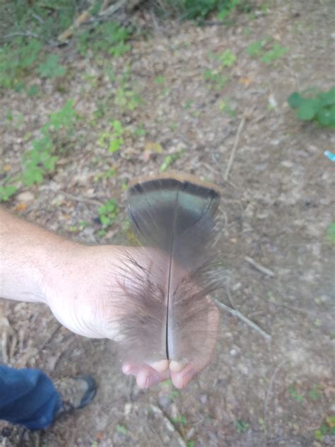 Is This A Wild Turkey Feathers Found Within About 20