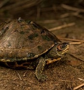 Afbeeldingsresultaten voor Indische dakschildpad. Grootte: 174 x 185. Bron: www.flickriver.com