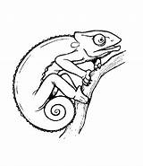 Chameleon Coloring Pages Chameleons Animal Kids Color Printable Drawing Template Cute Kid Print Activities Woodworking Creative Drawings Detailed Carle Eric sketch template