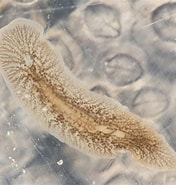 Image result for "leptoplana Tremellaris". Size: 176 x 185. Source: www.aphotomarine.com