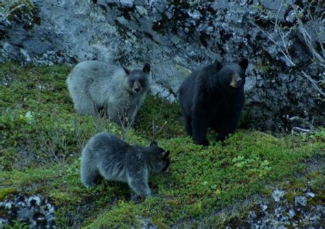 rare blue bear  lives   alaska stellar travel stellar travel