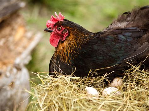 How Often Do Chickens Lay Eggs Birdfact