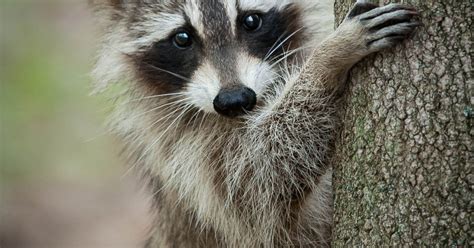 Armed Man Tries To Shoot Raccoon Sneezes Shoots Self Instead Sparks