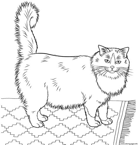 realistic cat coloring sheets realistic cats coloring book page