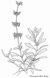 Salvia Mellifera Mimi 28k 35k 1695 1087 Mkimages sketch template