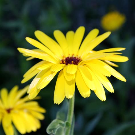 yellow flower   prong petals picture  photograph