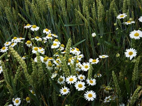 echte kamille foto bild pflanzen pilze flechten blueten kleinpflanzen wildpflanzen