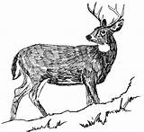 Drawing Line Dear Tail Coloring Pages Tailed Deer sketch template