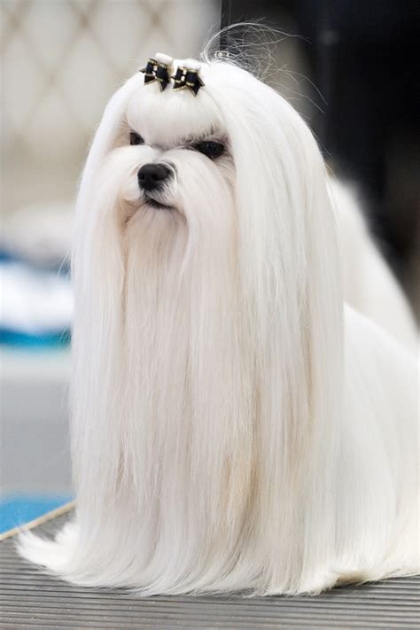top  long haired dog breeds   world