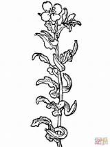 Primrose Coloring Flower Pages Designlooter 01kb 1600px 1200 sketch template