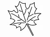 Leaf Template Maple Kids Getdrawings Drawing sketch template