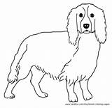 Spaniel Designlooter sketch template