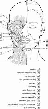 Muscles Neck Head Anatomy Dental Facial Expression Figure Dentistry sketch template